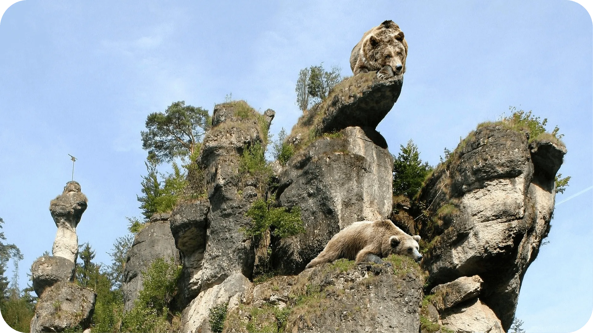 Camouflaged bears sleeping on a rocky cliff.